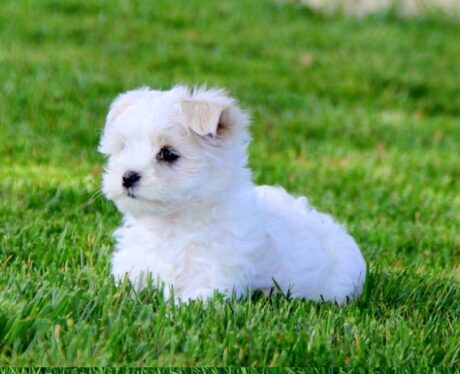 Maltese puppy