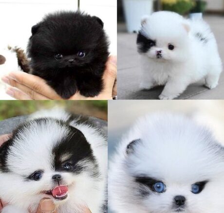 Pomeranian puppies
