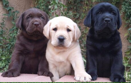 Labrador retriever black puppy