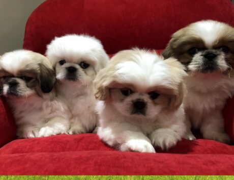 Pekingese black puppy