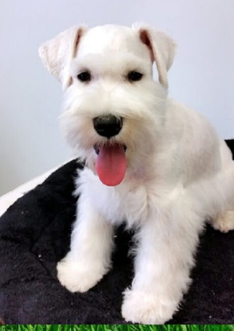 miniature schnauzer